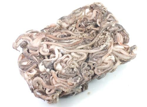 決算記念セール たこザンギ＆いかげそ揚げ かにと言えば北釧水産