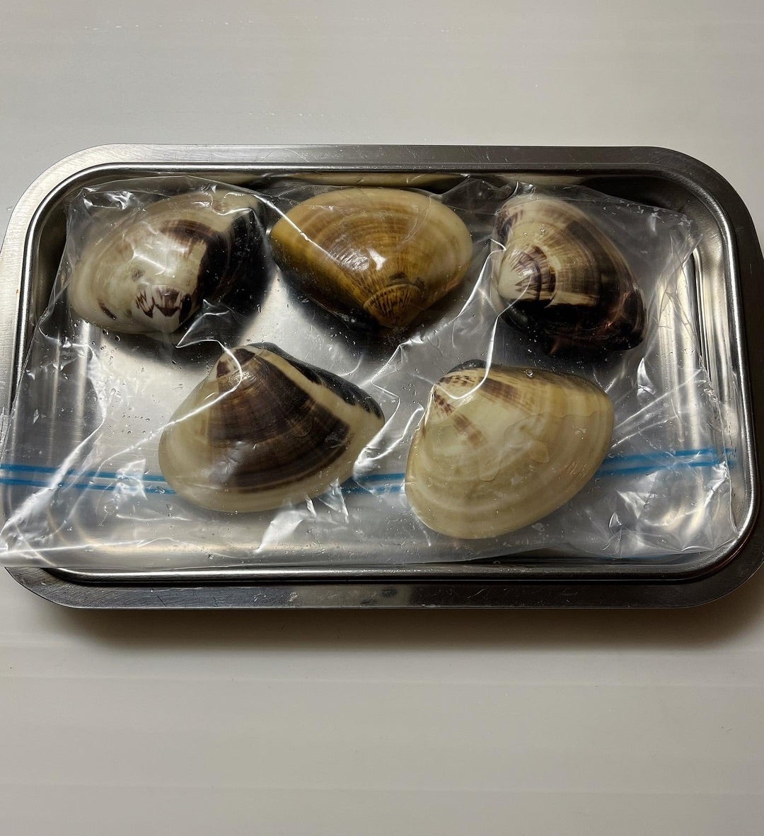 潮干狩りで手に入れたハマグリの保存法と砂抜き、冷蔵・冷凍の適切な方法