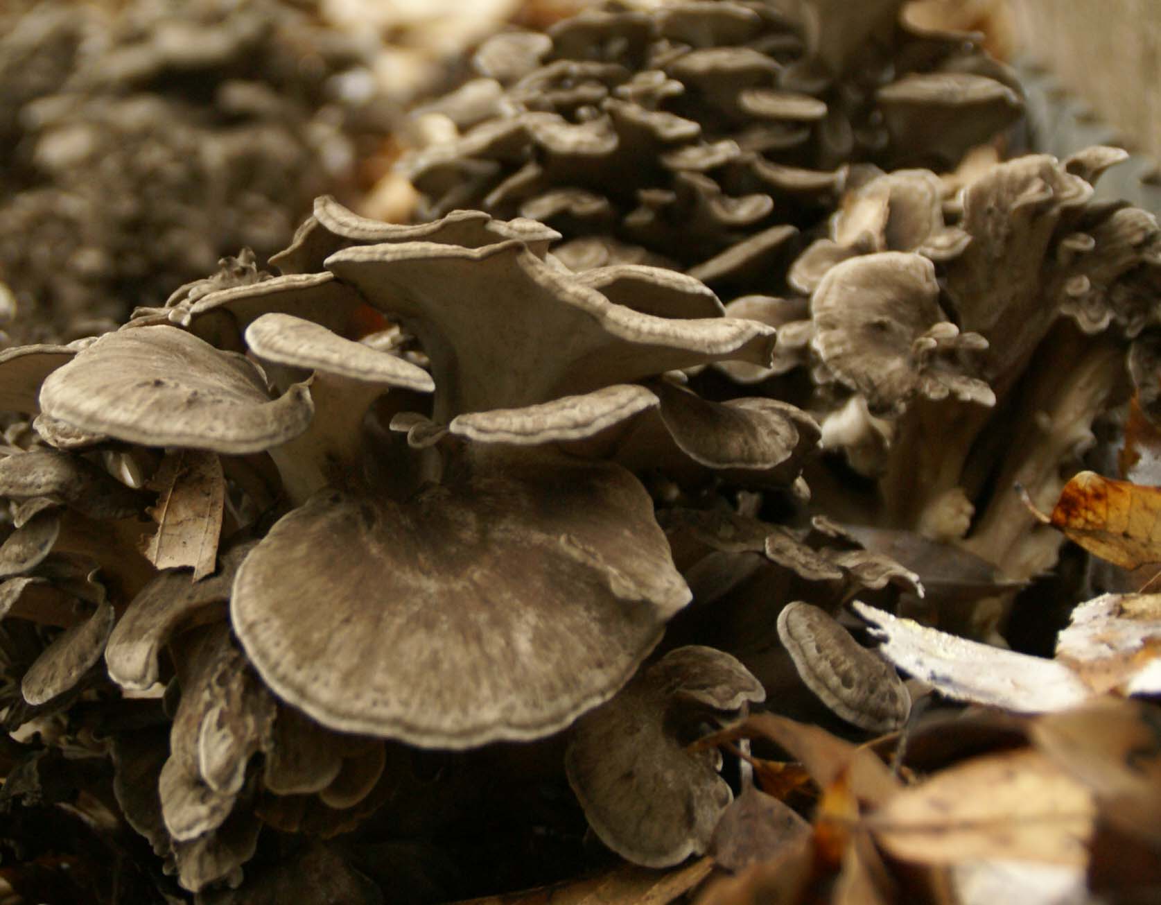 マイタケ - Wikipedia