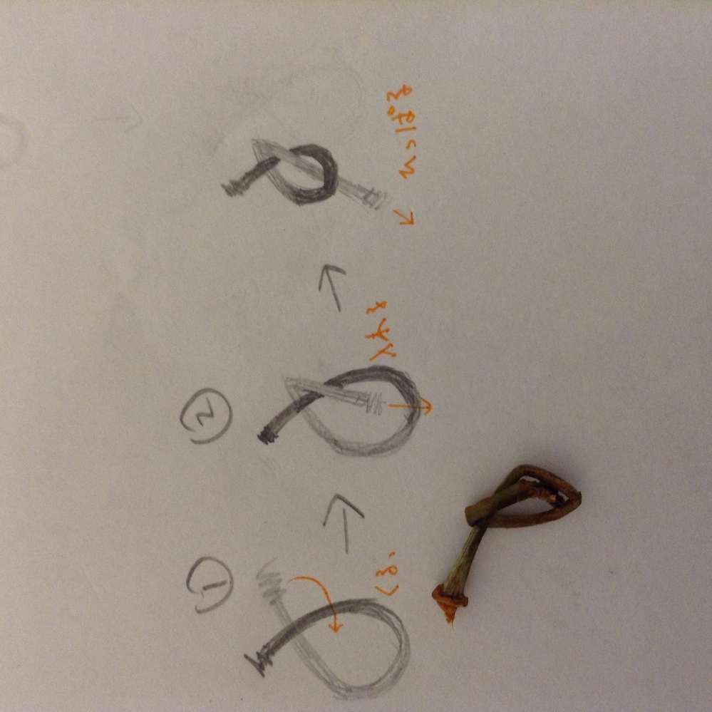 サクランボ 桜桃ケア, 特徴, 花, 画像, 有毒