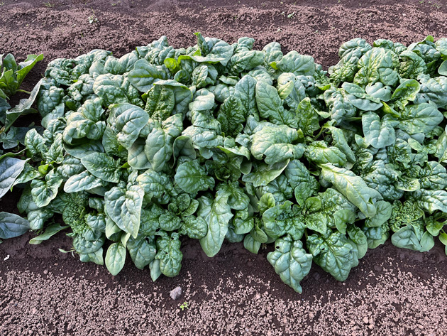 ほうれん草の栽培・育て方手順地植え・プランター休日菜園