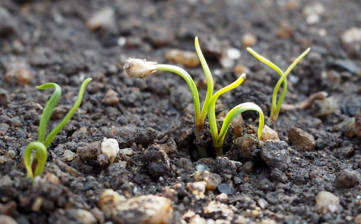 寒ちぢみほうれん草 – 商品別育て方情報 ニチノウのタネ