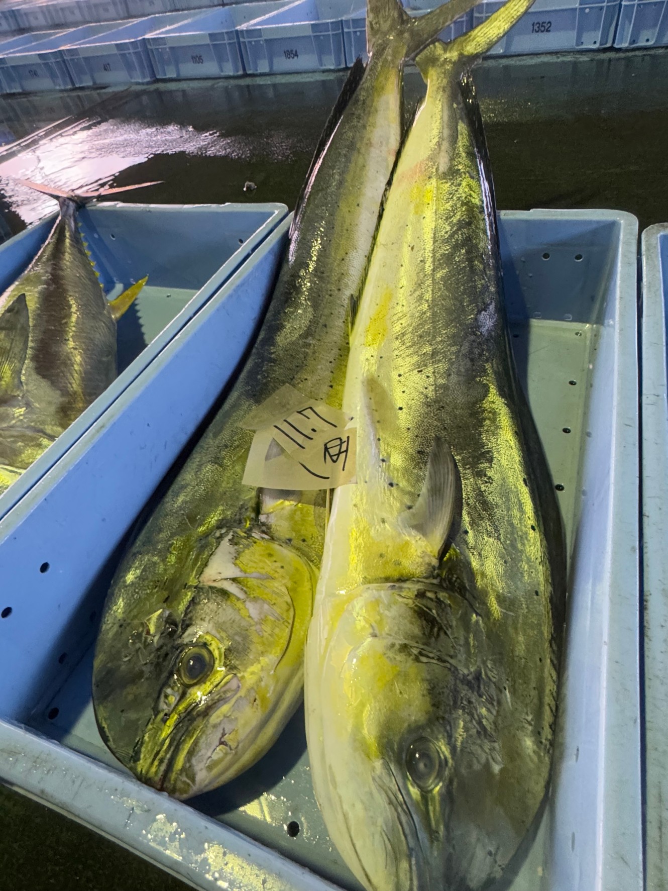 シイラ マヒマヒ しいらの栄養価と効用：旬の魚介百科