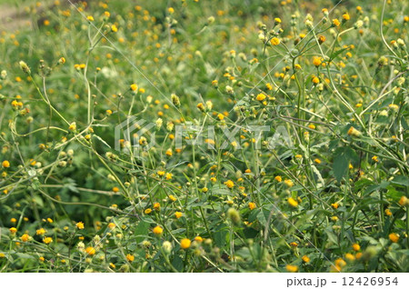 センダングサ：Bun meets man