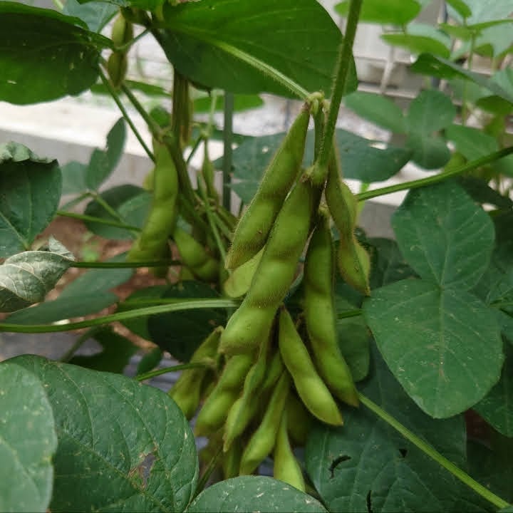 プランターで簡単！枝豆の育て方初心者でもできる家庭菜園のすすめ - FARM NAVI ファームナビ