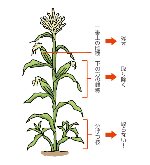 種まきの準備をしよう スイートコーンの生育と栽培歴青空トマト学園