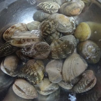 50℃のお湯でアサリの砂抜きしてみたWinddorfBlog