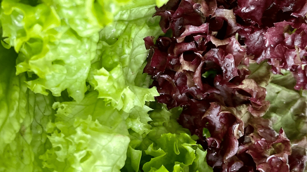 有機栽培 サニーレタス シーズン外商品の販売・通販 - 有機野菜のぶどうの木