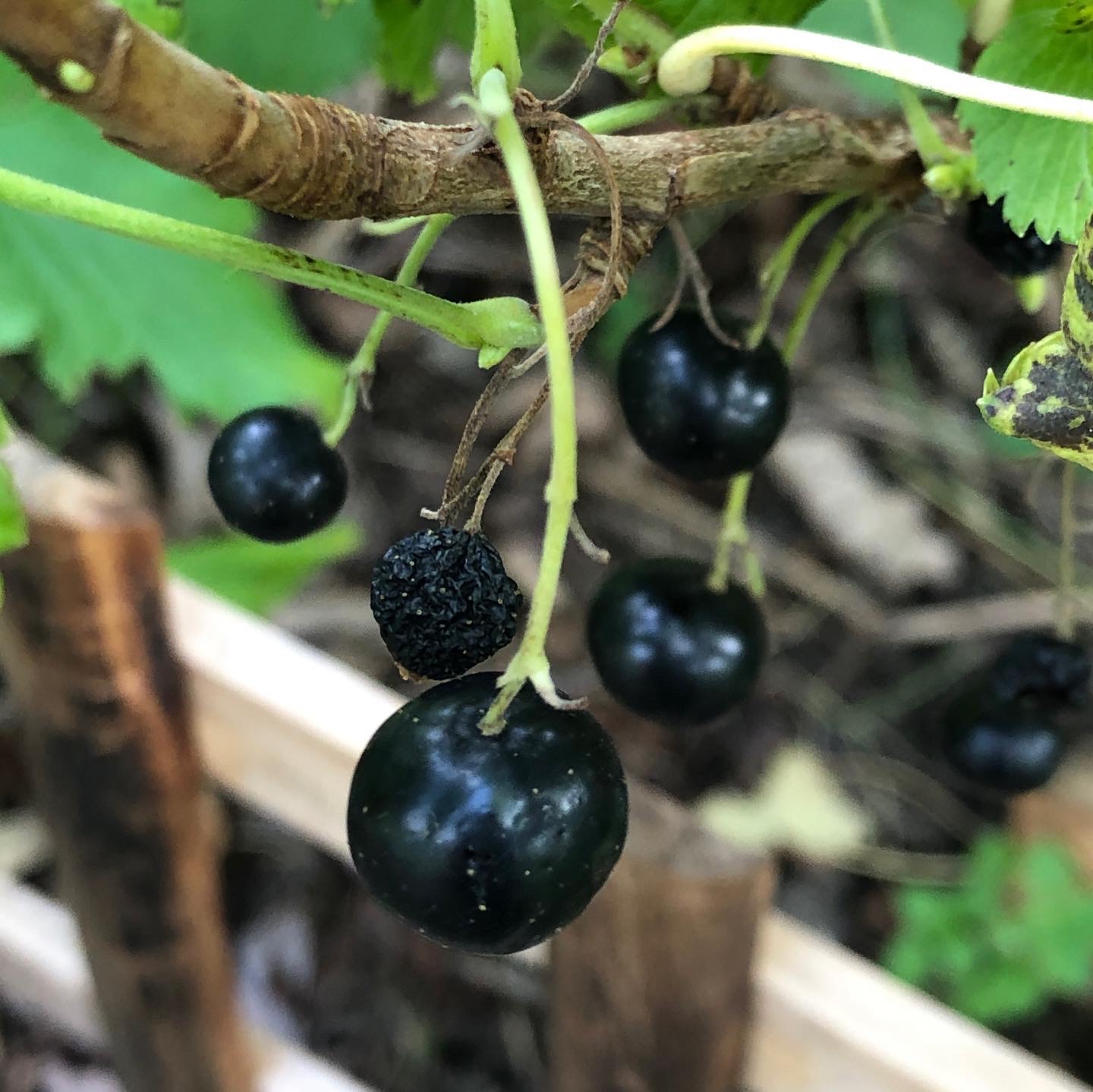 黒すぐり カシス 違い