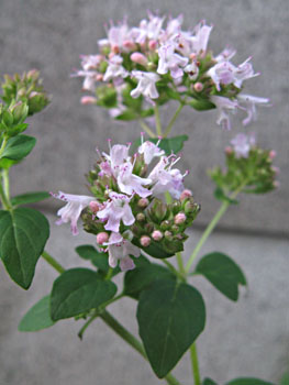 楽天市場 ハーブ 苗 オレガノ スイートマジョラム 3号ポット苗 : 苗木部 ｂｙ 花ひろばオンライン