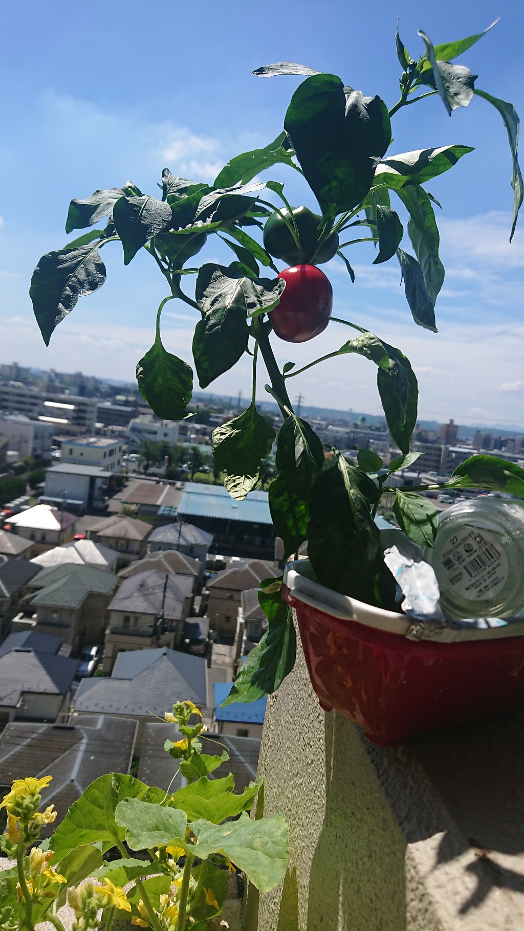 パプリカ育て方OATアグリオ栽培メディア