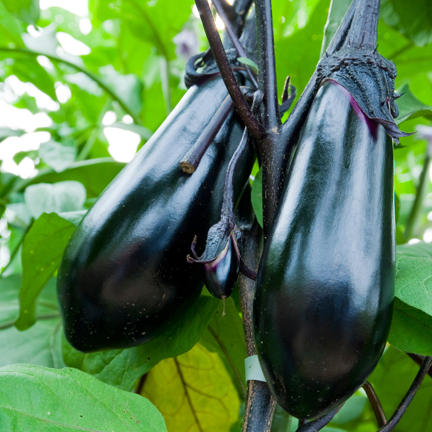 ナスJA晴れの国岡山