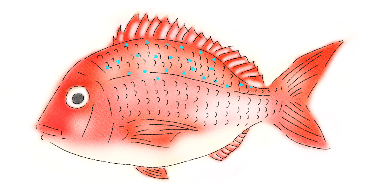 これ全部「○○鯛」！一番タイっぽくないタイはどれだ！？ :: デイリーポータルZ