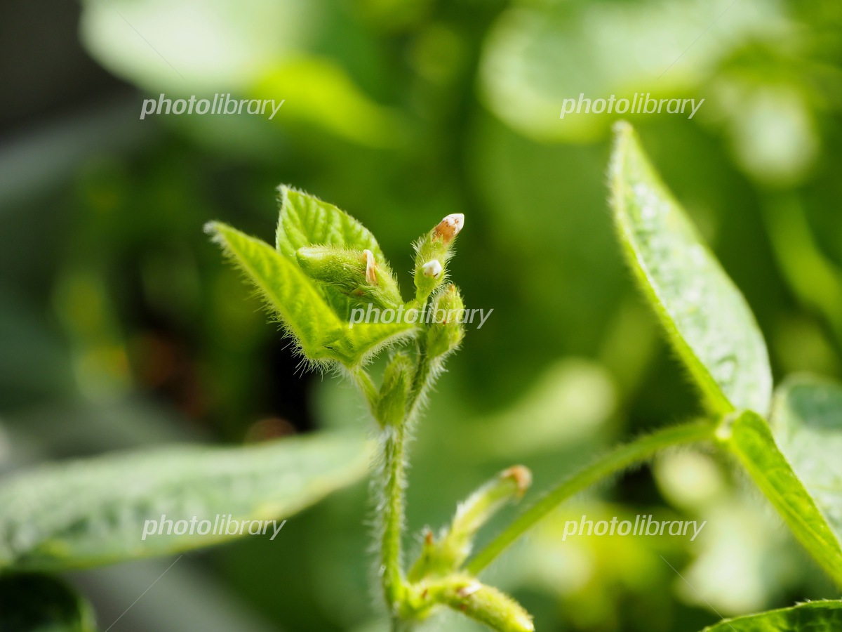 枝豆の離乳食はいつから？忙しくても簡単に作れる枝豆の離乳食レシピ新潟ごっつぉ産直便JA新潟かがやき公式通販サイト