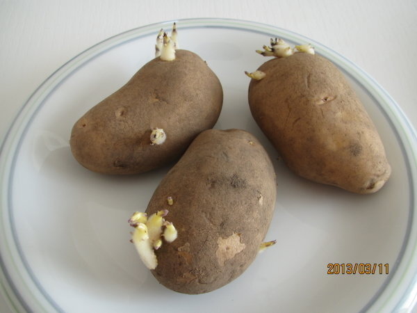 おかげでジャガイモに芽が出て大きく育ってきました。 – お客様の声「HB廣報オンライン版」フローラ公式通販サイト