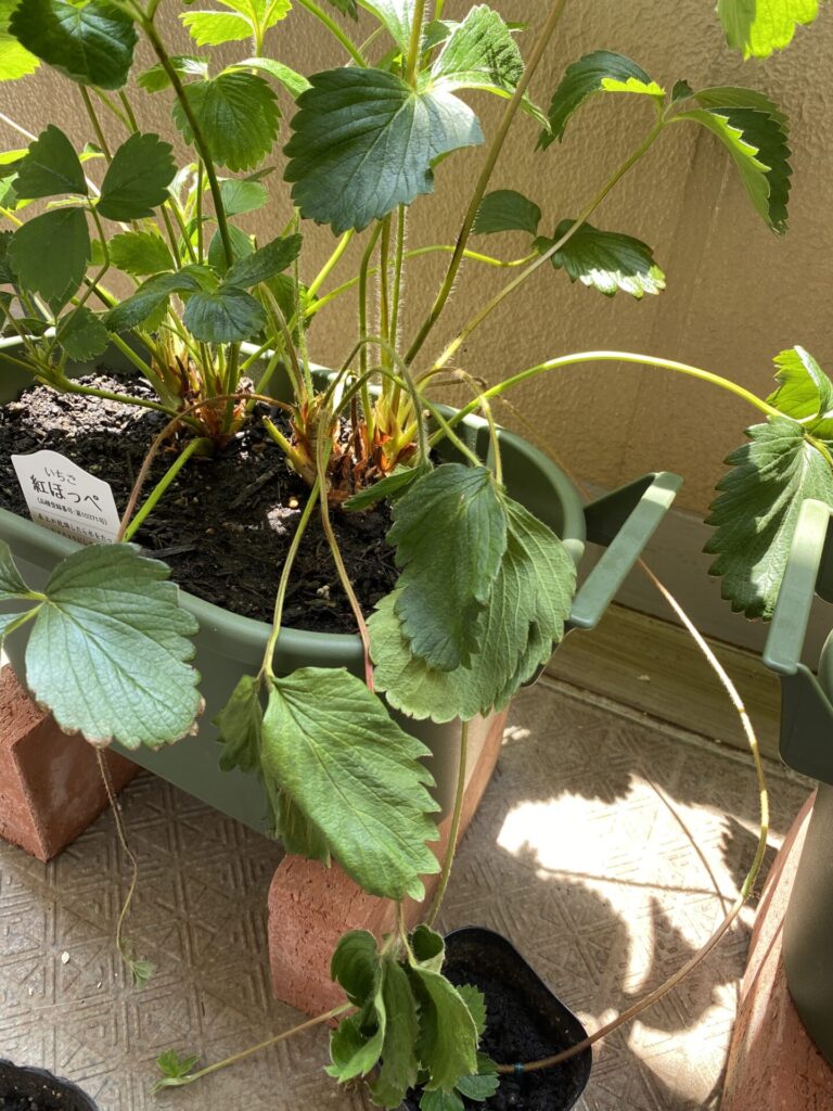 プロが教える！いちごの脇芽を取るコツと芽の見分け方と芽数の考え方やさいガーデン