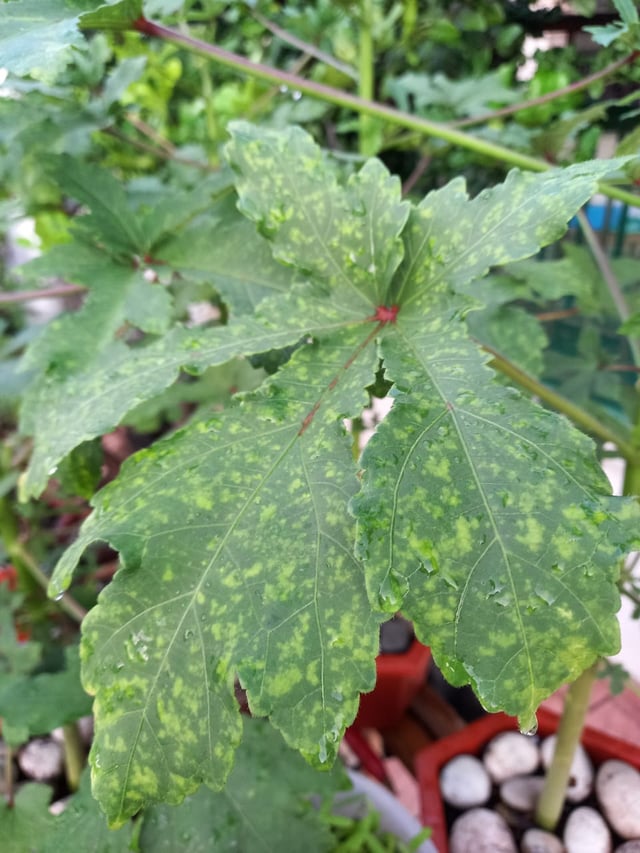 オクラに見られる黒いものはカビ？食べられる？見分け方を解説！心地よい生活のためのアイデア帳