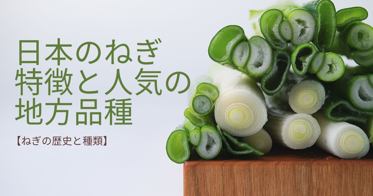 楽天市場大人気野菜 長ねぎ 5キロ 箱 30本前後入 埼玉 茨城 群馬 千葉県産 Lサイズ 白ネギ 新鮮で太い 長ネギ 関東地区産地 国産飲食店業務用長葱 ご家庭用にも 新鮮野菜 : えびねの多菜生活楽天市場店