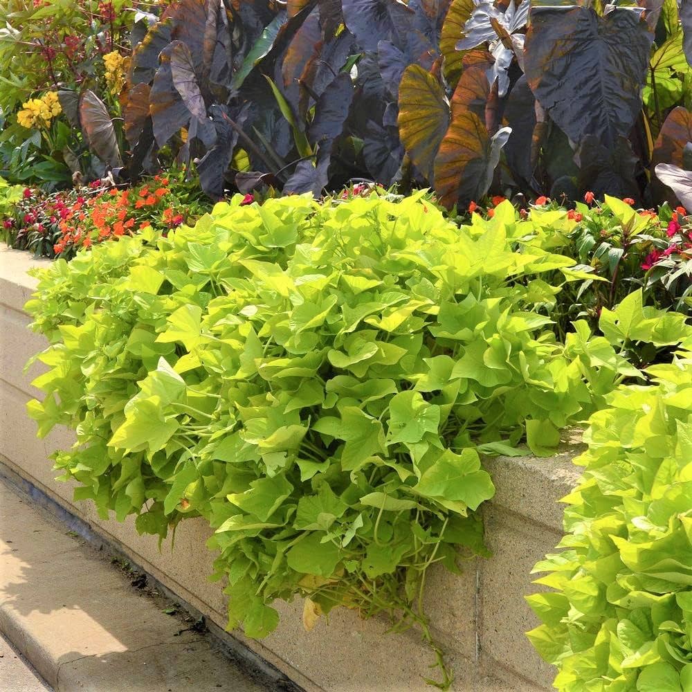 サツマイモのツルのインテリア実例RoomClip ルームクリップ