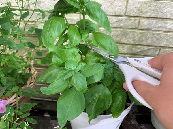 バジルの葉はどう収穫する？花は摘み取る？追肥は？農家が教えますぴっこのバジルぐらし