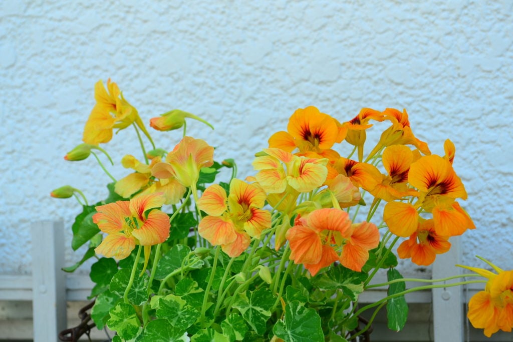 ナスタチウムの育て方 種まきから開花までの管理のポイントや増やし方植物とあなたをつなぐPlantia