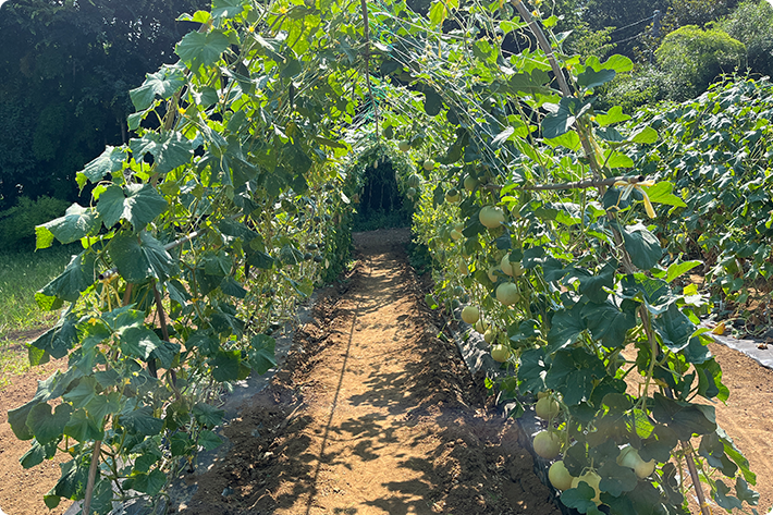 いつもと違う？！立体栽培種 タネ ,球根,苗,資材,ガーデニンググッズの通販はサカタのタネ オンラインショップ