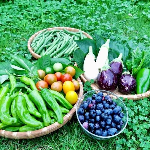 夏でも栽培OK！初心者も安心な野菜栽培士オススメの野菜１５選ヤマワタ菜園