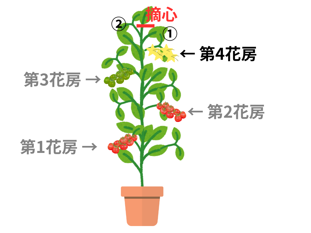 香トマトの育て方～摘芯編～トマト研究家 ヒロミ