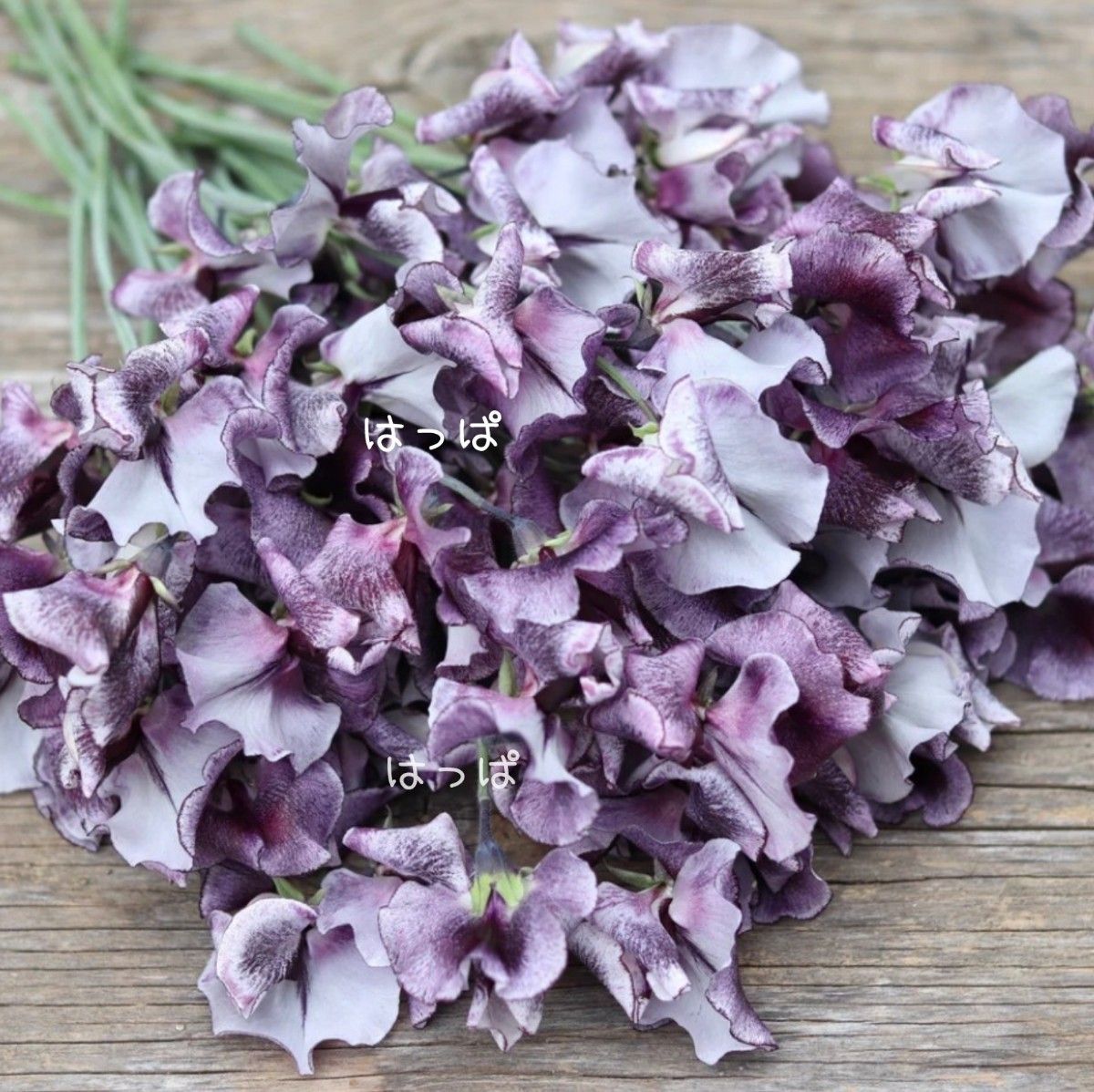 スイートピー スプラッシュシリーズ株式会社大田花き花の生活研究所