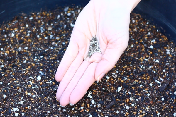 農家が教えるベビーリーフの栽培方法 家庭菜園初心者でも絶対に失敗しないベビーリーフの育て方とはマイナビ農業