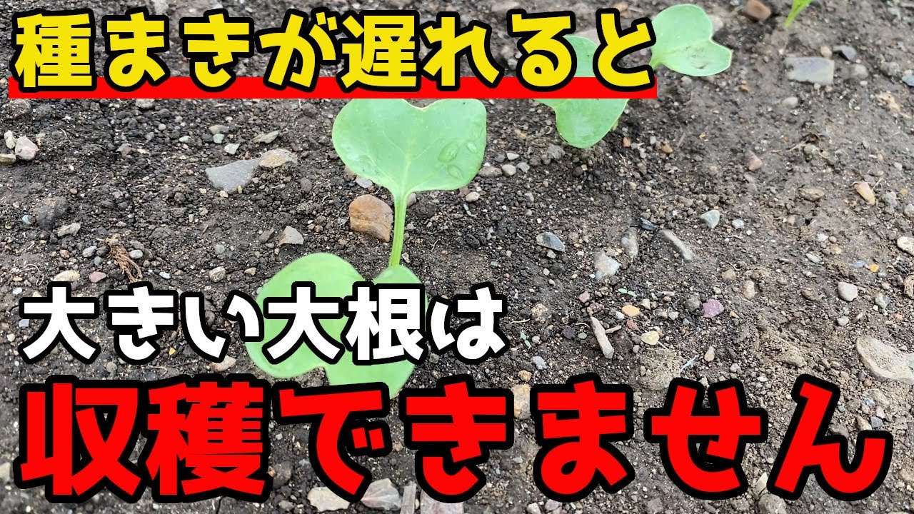 大根の種まき、初心者におすすめの時期は？秋まきが良い理由とは？グリーンワークス 大垣市の造園会社