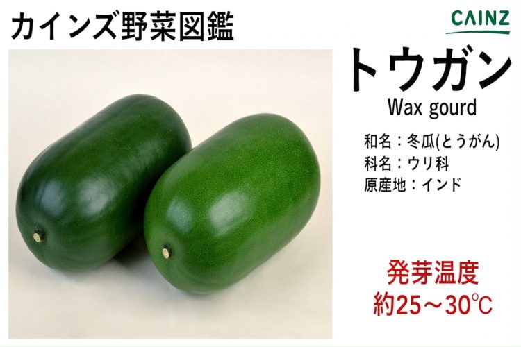 2022冬瓜の収穫など