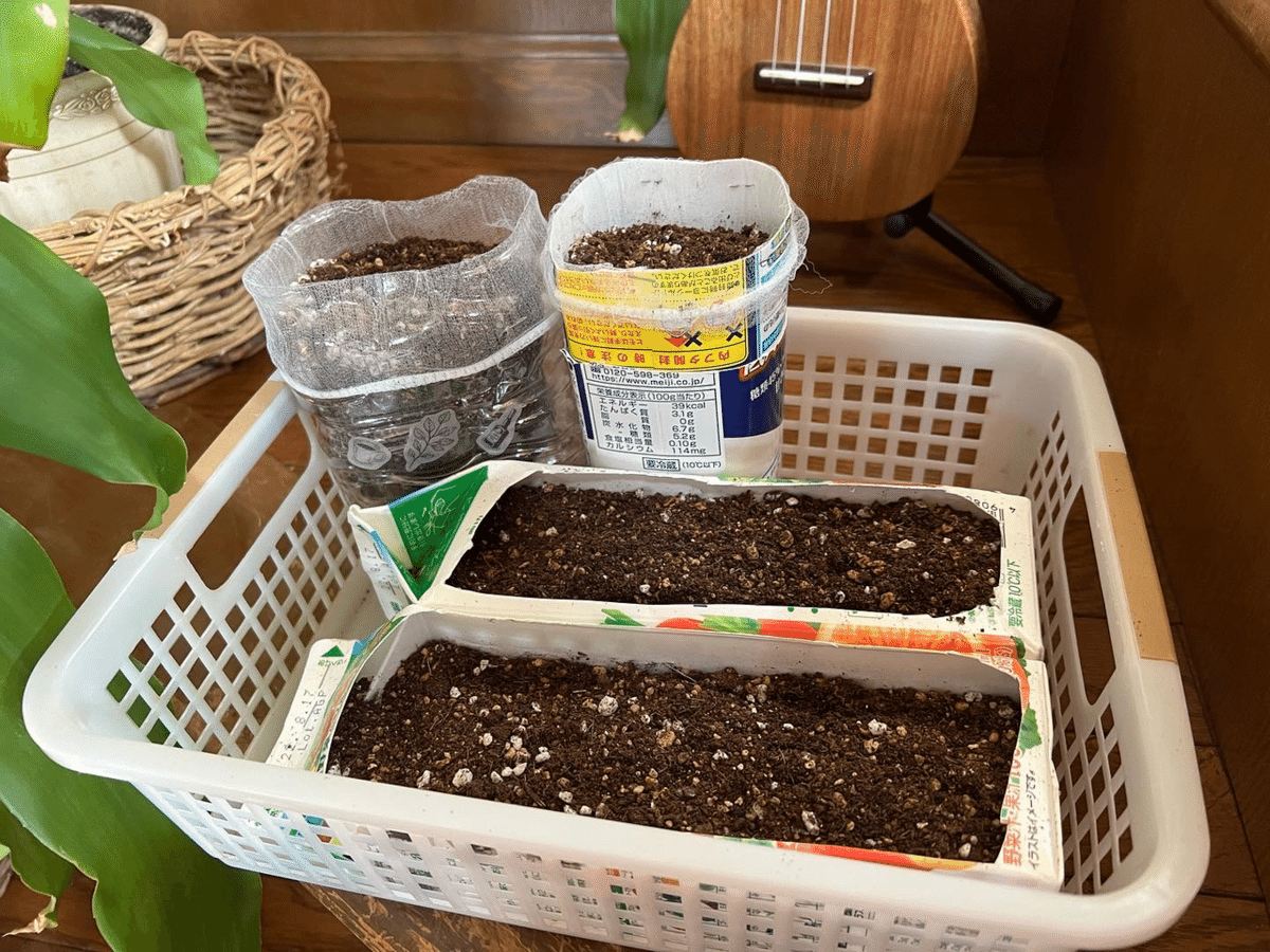 初心者が挑戦！牛乳パックでラディッシュ栽培！誰でもどこでも簡単！家庭菜園ラディッシュ牛乳パック牛乳パック栽培理科の実験夏休み自由研究初心者 - YouTube