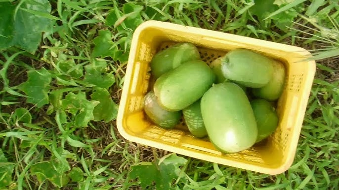 冬瓜と夕顔の違い？見分け方ガイド