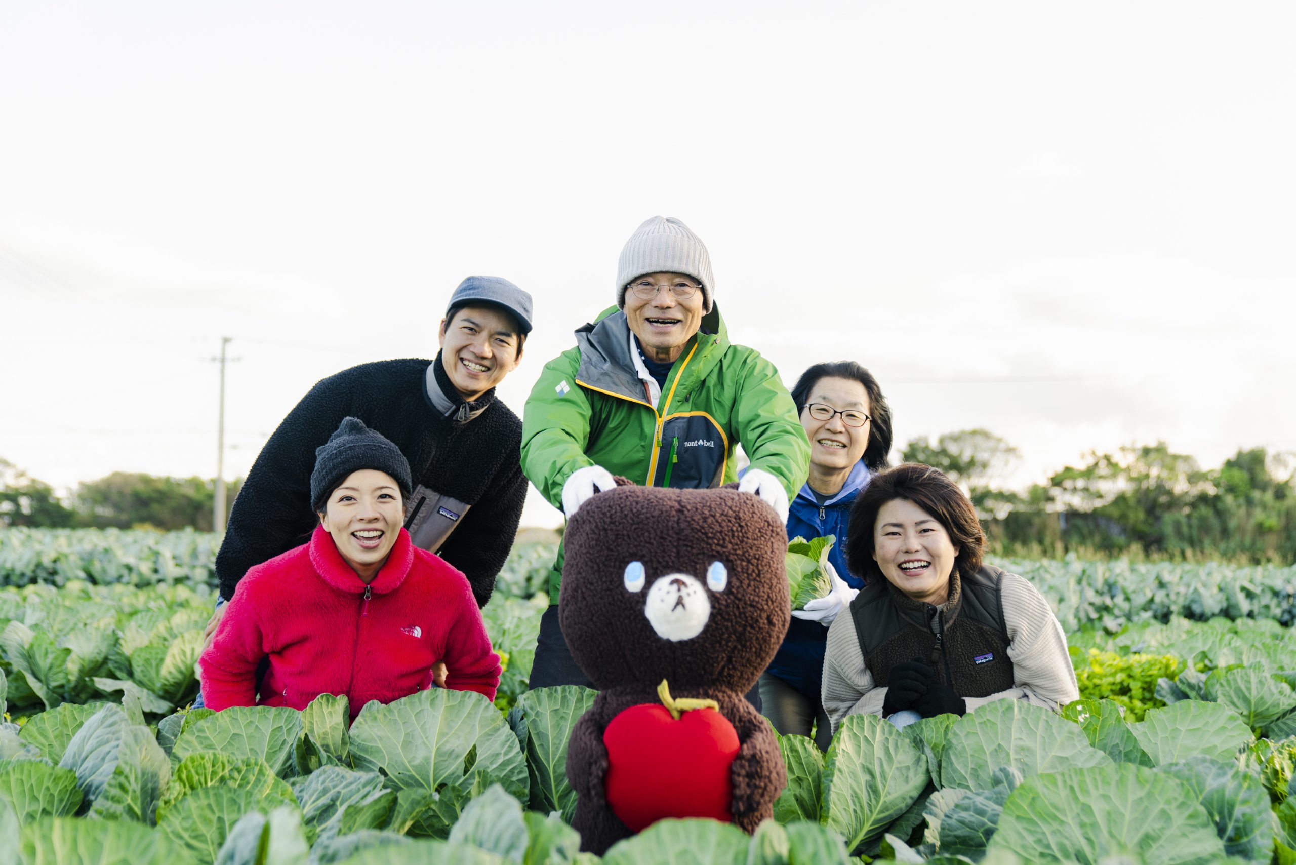 菅田羽沢農業地域 春キャベツ収穫ピークへ 例年よりやや出遅れ神奈川区タウンニュース