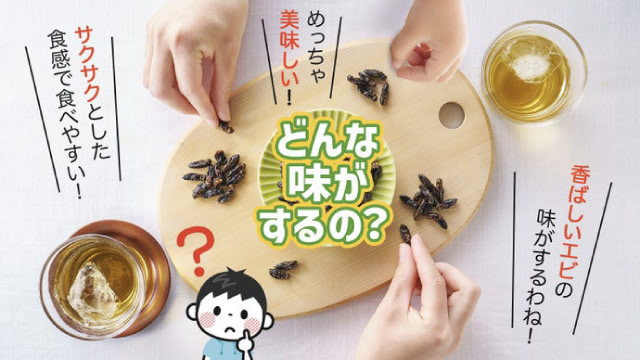 未来食!? 美味しい「食用コオロギ」の養殖をしている株式会社オールコセイ 富士静岡新聞アットエス