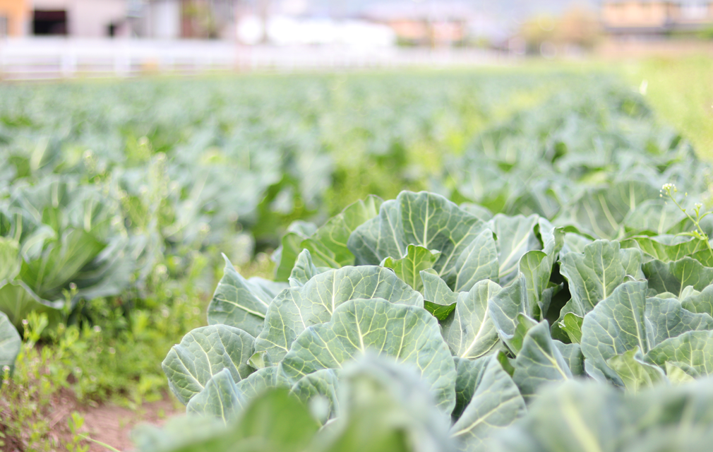 2021キャベツ初収穫！ 動画あり株式会社ベジアーツ