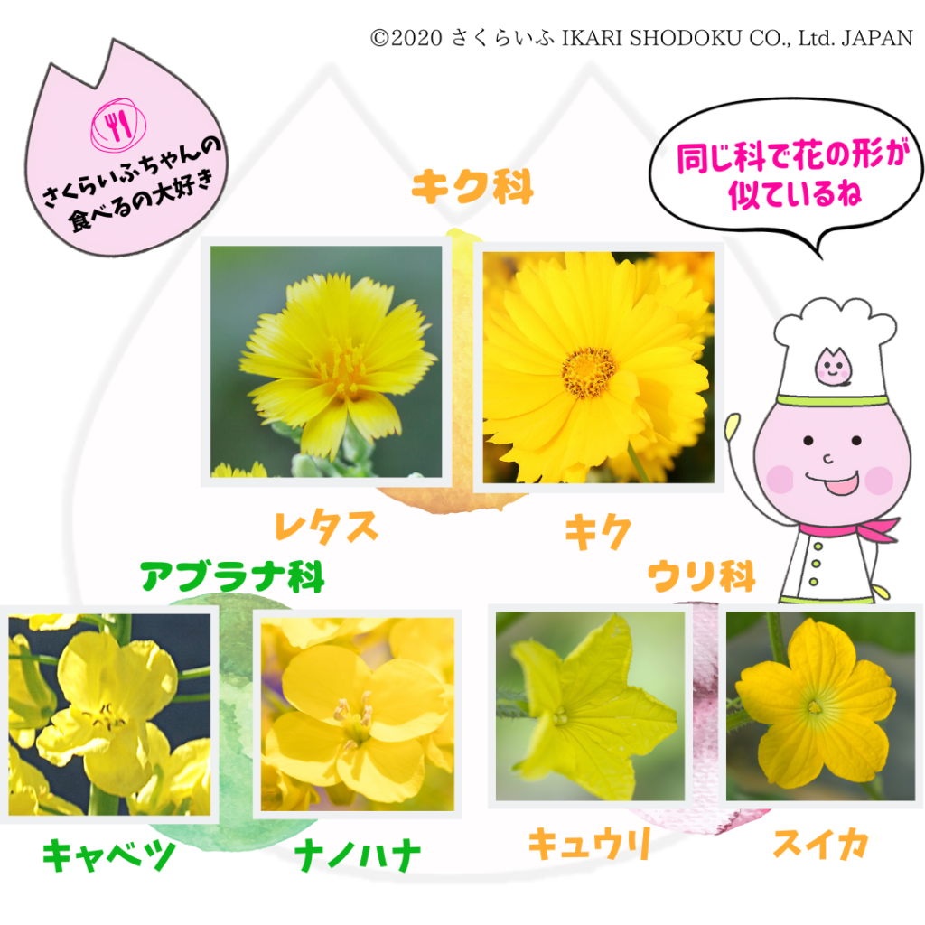 水耕栽培 サニーレタス開花〜綿毛〜自家採種まで！ - ハニコログ