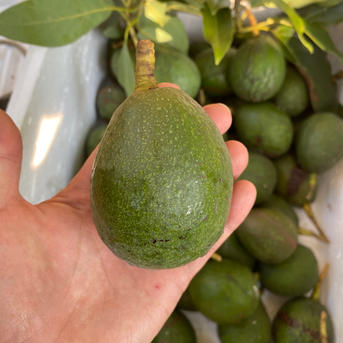 奇跡の国産「愛媛アボカド」愛媛県産約1㎏