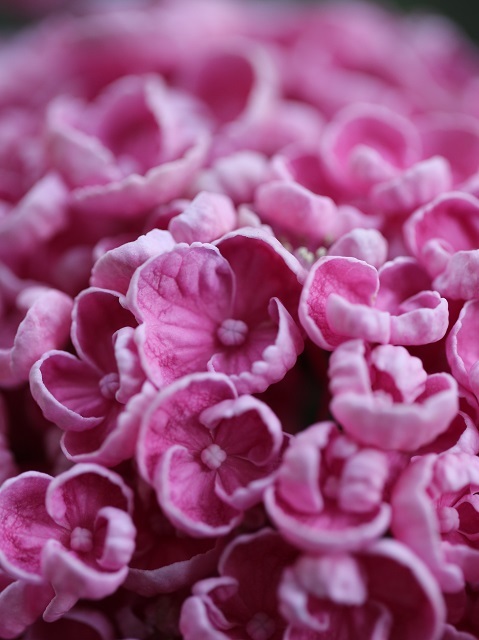 おたふく紫陽花 ポップコーン紫陽花のインテリア実例RoomClip ルームクリップ