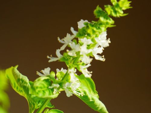 バジルの花の人気レシピ・作り方 - 楽天レシピ