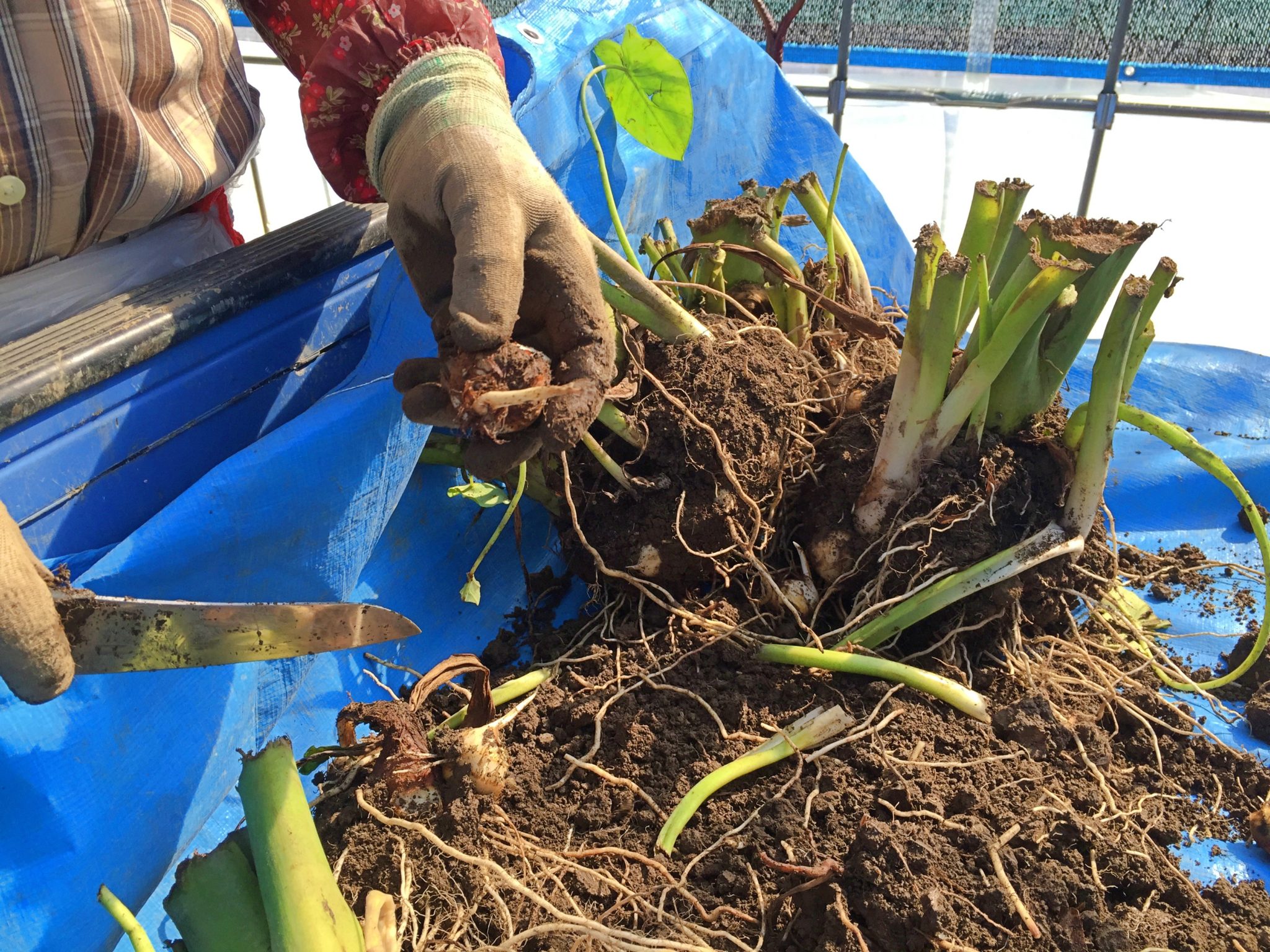 収穫の秋！芋煮の主役 里芋掘り を体験！!山形 まるごと観光情報サイト「VISIT YAMAGATA」