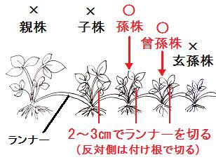 初心者向け！イチゴの栽培方法・育て方のコツ│コラム特集読みものサカタのタネ 家庭菜園・園芸情報サイト 園芸通信