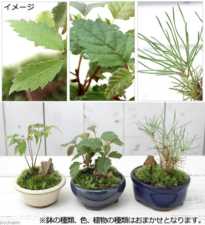 金豆盆栽 きんず鉢下高約30センチ キンズB きんず・金豆 実