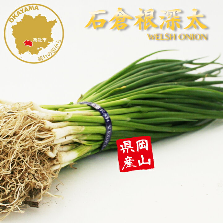 312098タネ 根深 一本太葱 1袋 9mLアタリヤ農園通販モノタロウ