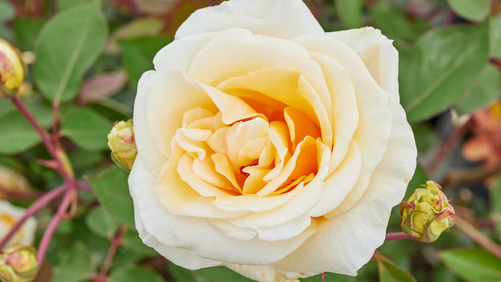 ダマスクローズ Rose Damascena : 世界の高級茶ブランドHOJO