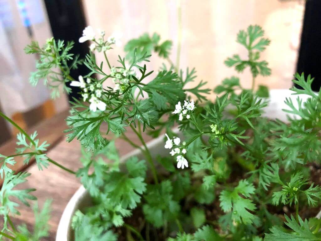 パクチー好き必見「ピリ辛！海老とパクチーのナンプラー炒め」のレシピ