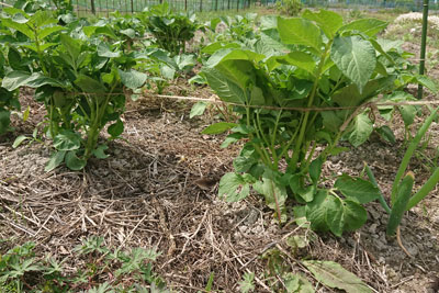 輪作 りんさく とは？連作障害対策におすすめの組合せ一覧 保存版施設園芸.com