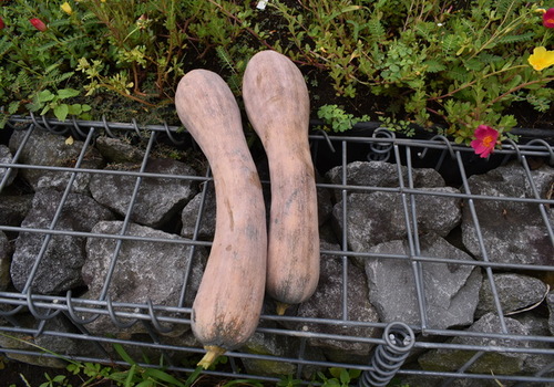 鶴首かぼちゃの料理いろいろ - オトコ中村の楽しい毎日