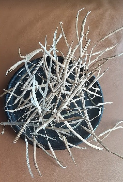 ブロッコリーが黄色い、花が咲いた 食べられる？救済レシピも伝授 - macaroni